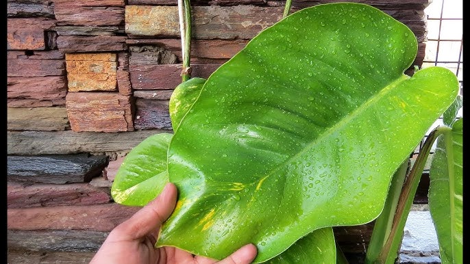 Big Leaf Money Plant