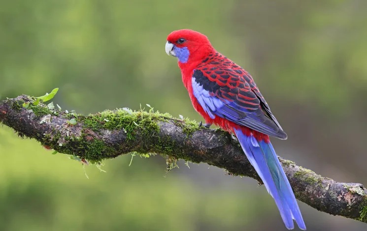 Crimson Rosella