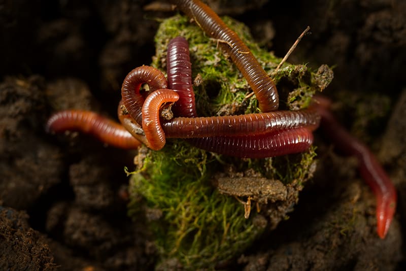 Earthworms1