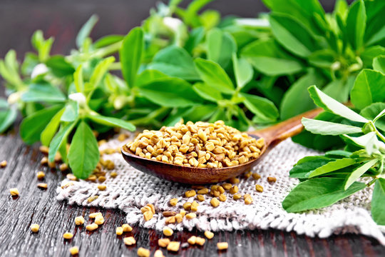 Fenugreek