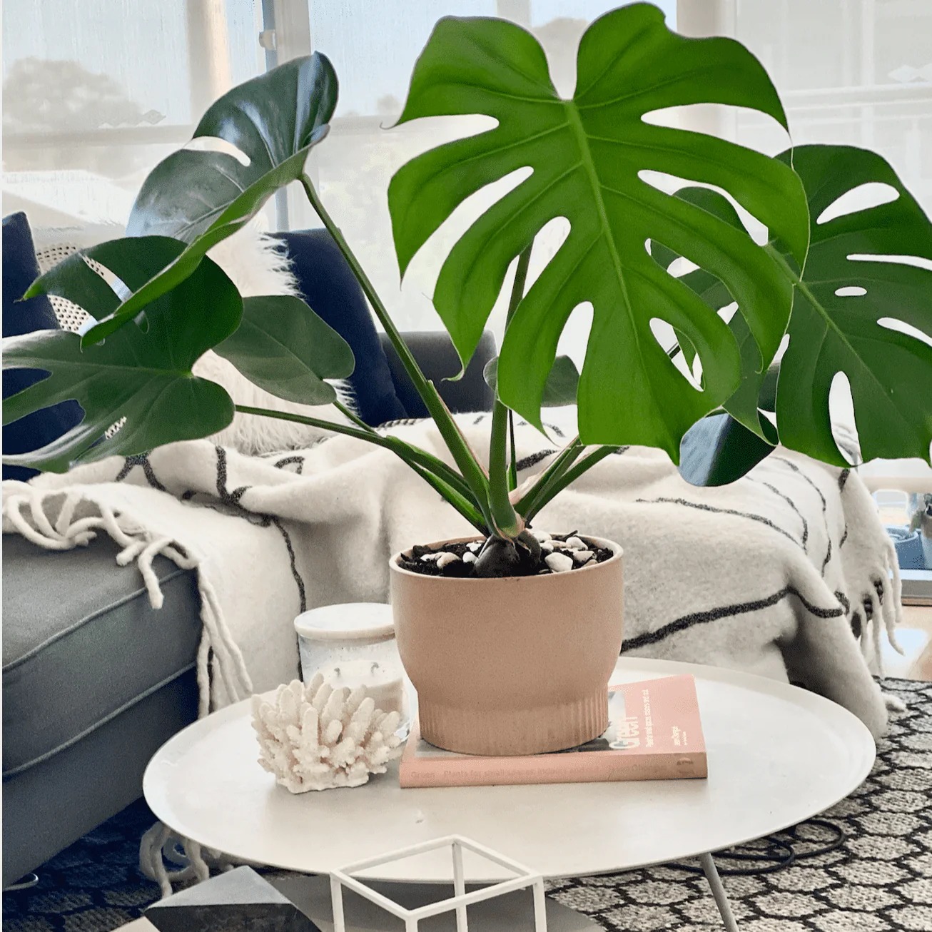 Monstera 1