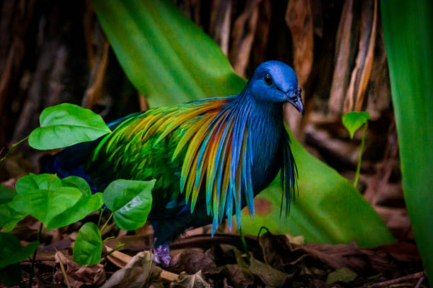 Nicobar Pigeon