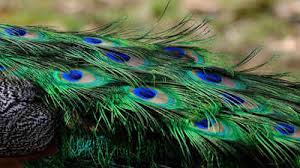 Peacock feather