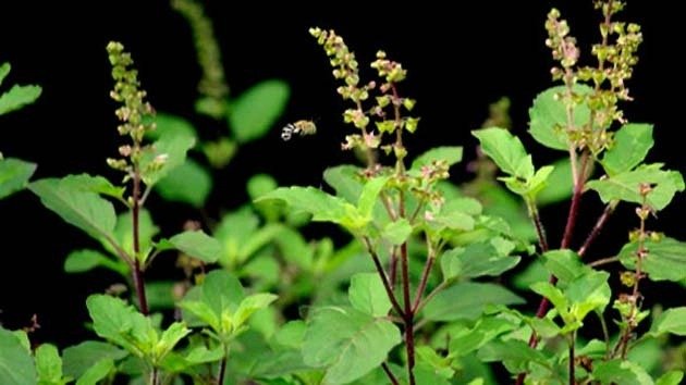 TULSI