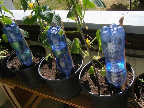 Water the plant with the help of a water bottle