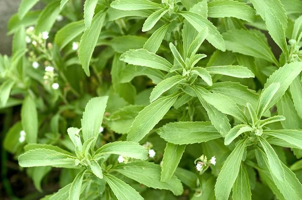 White Tulsi