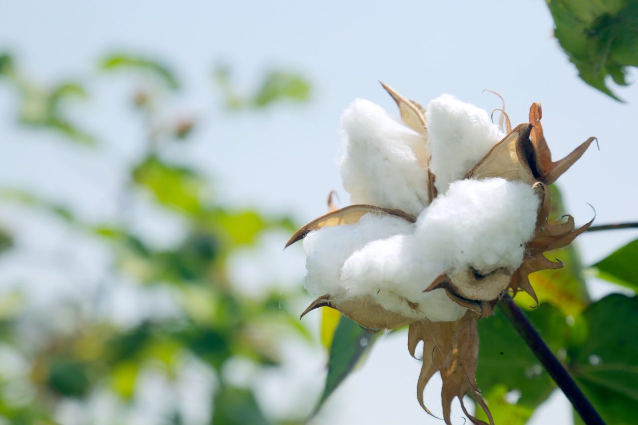 World Cotton Day 2024 : An important agricultural crop is cotton