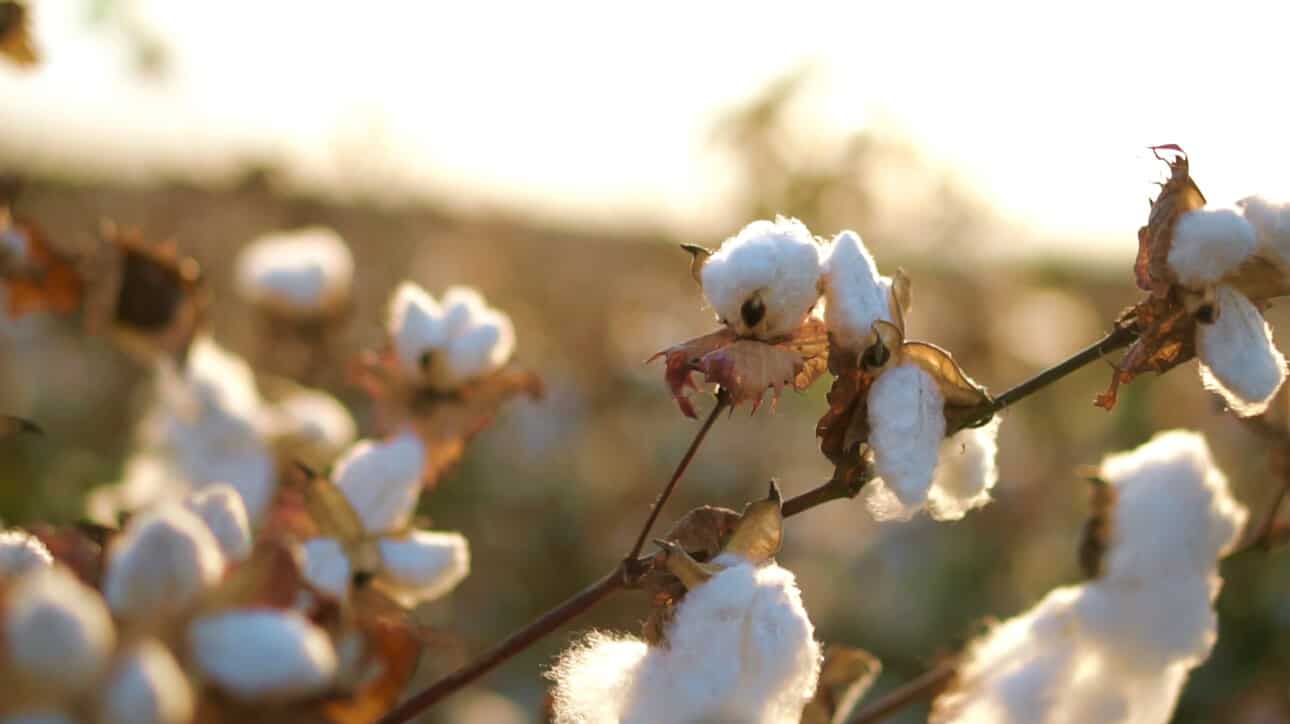 World Cotton Day 2024 : An important agricultural crop is cotton