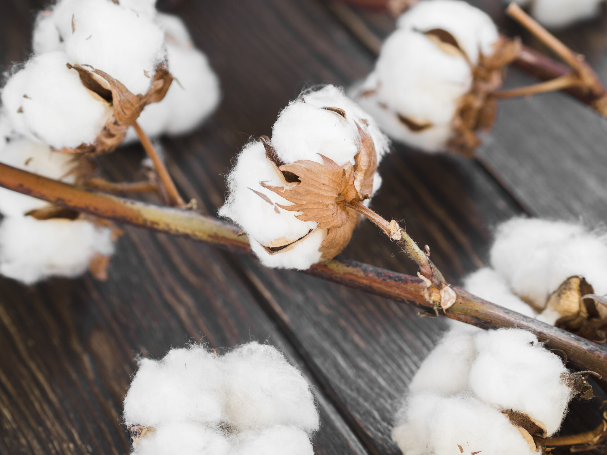 World Cotton Day 2024 : An important agricultural crop is cotton