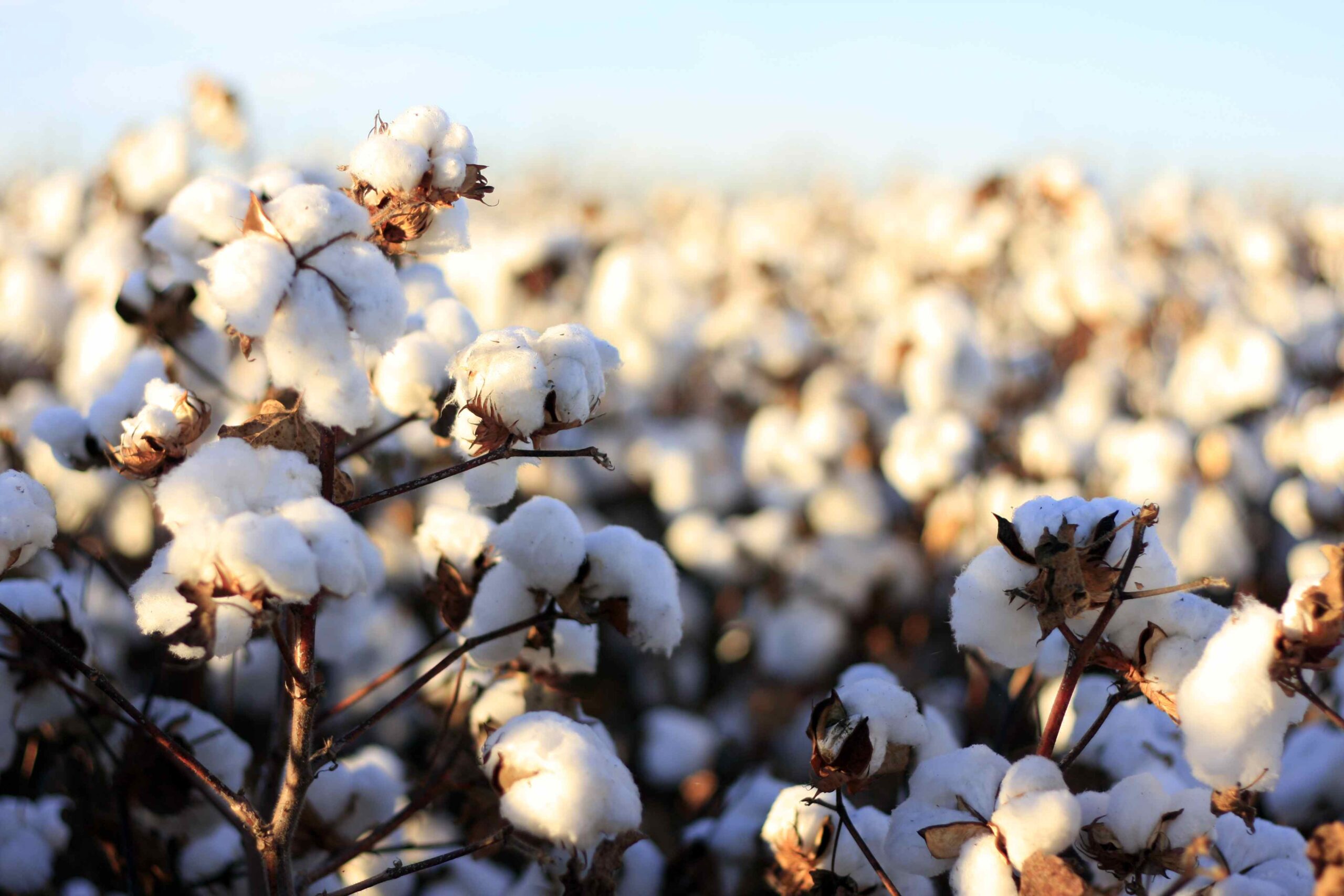 World Cotton Day : Cotton cloth is best for environment and body protection