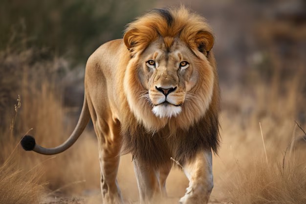 lion