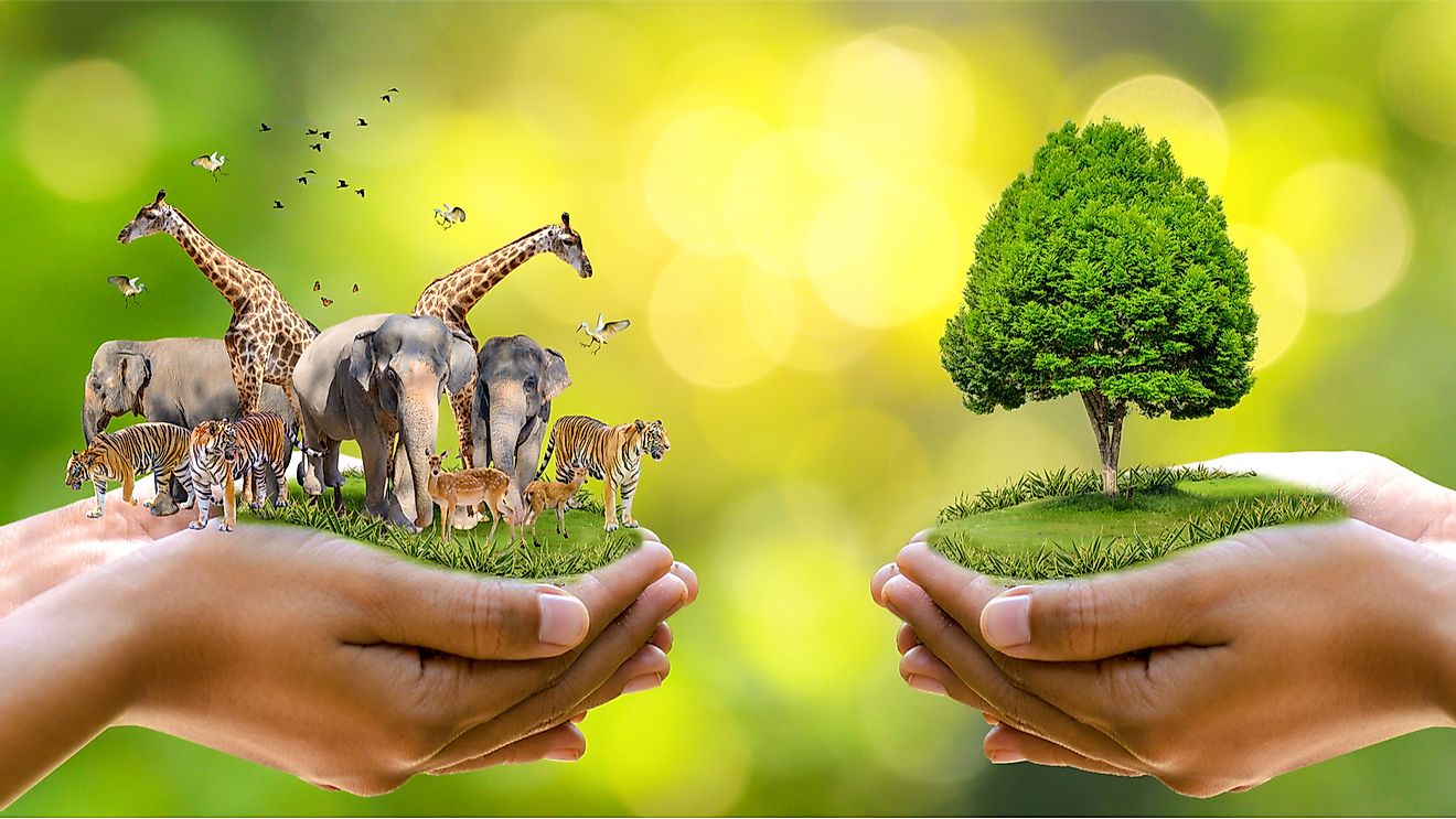 World Animal Day : Animals are not only inhabitants of the earth but important parts of our ecosystem