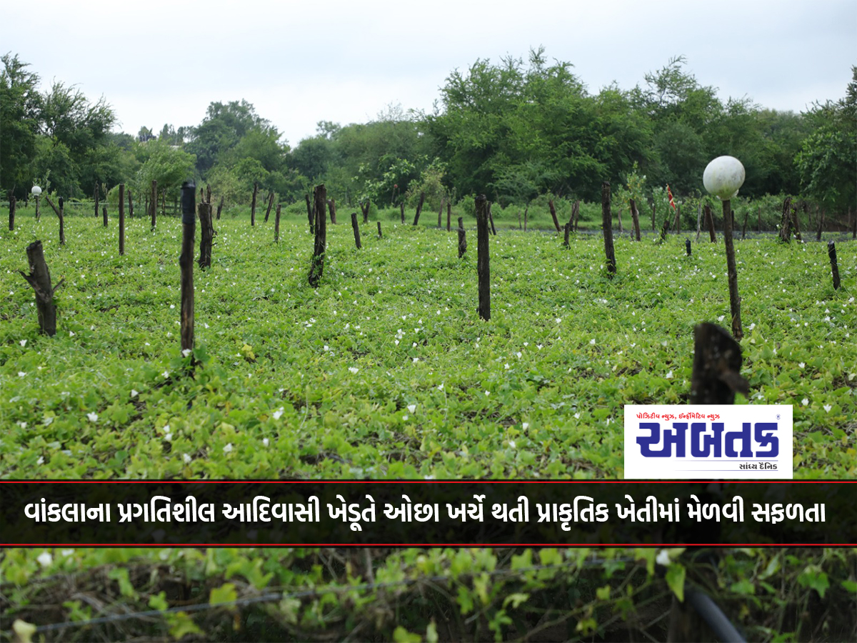 Surat: Progressive tribal farmer from Wankla achieves success in low-cost natural farming