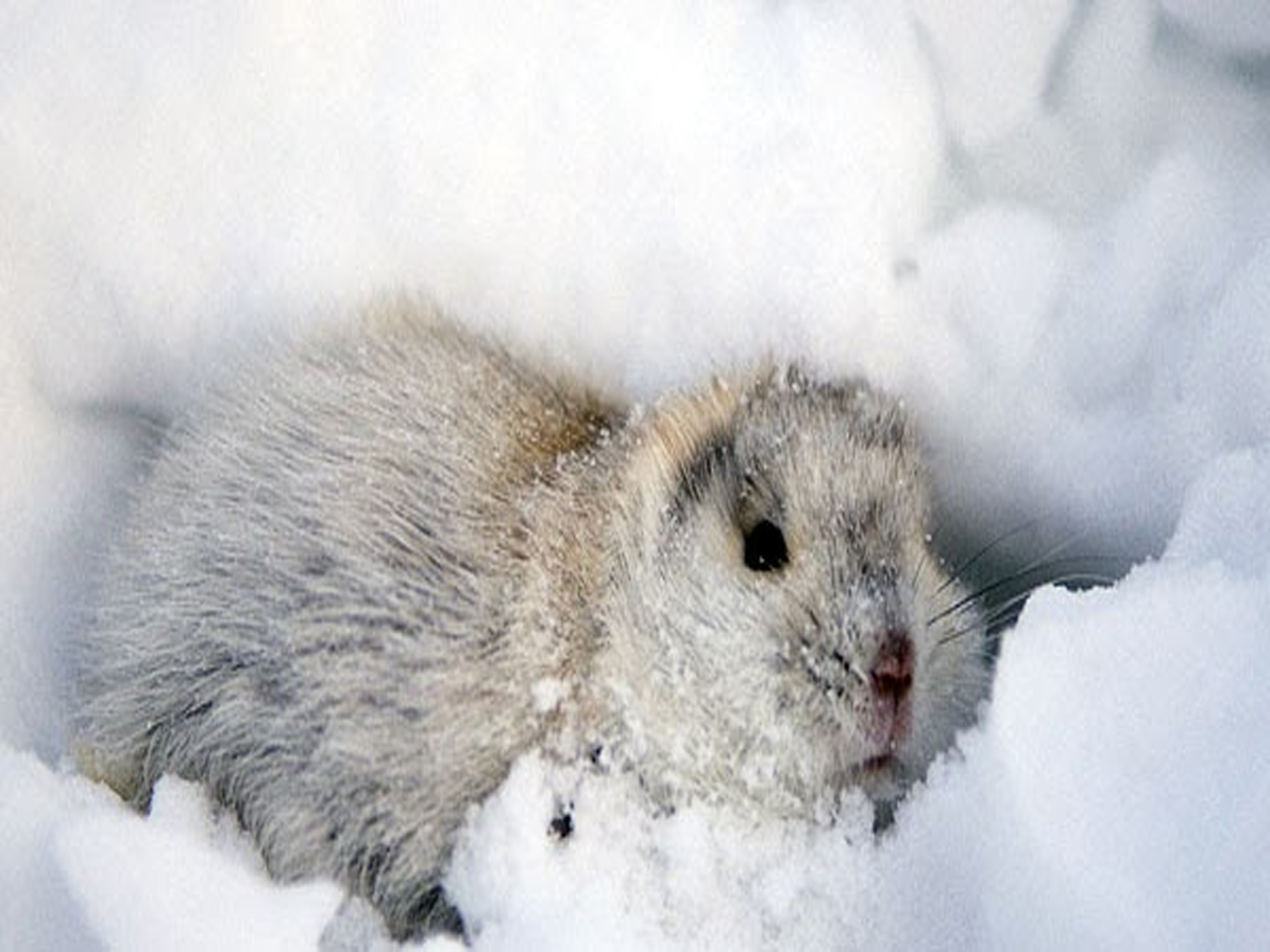 Collared lemmings