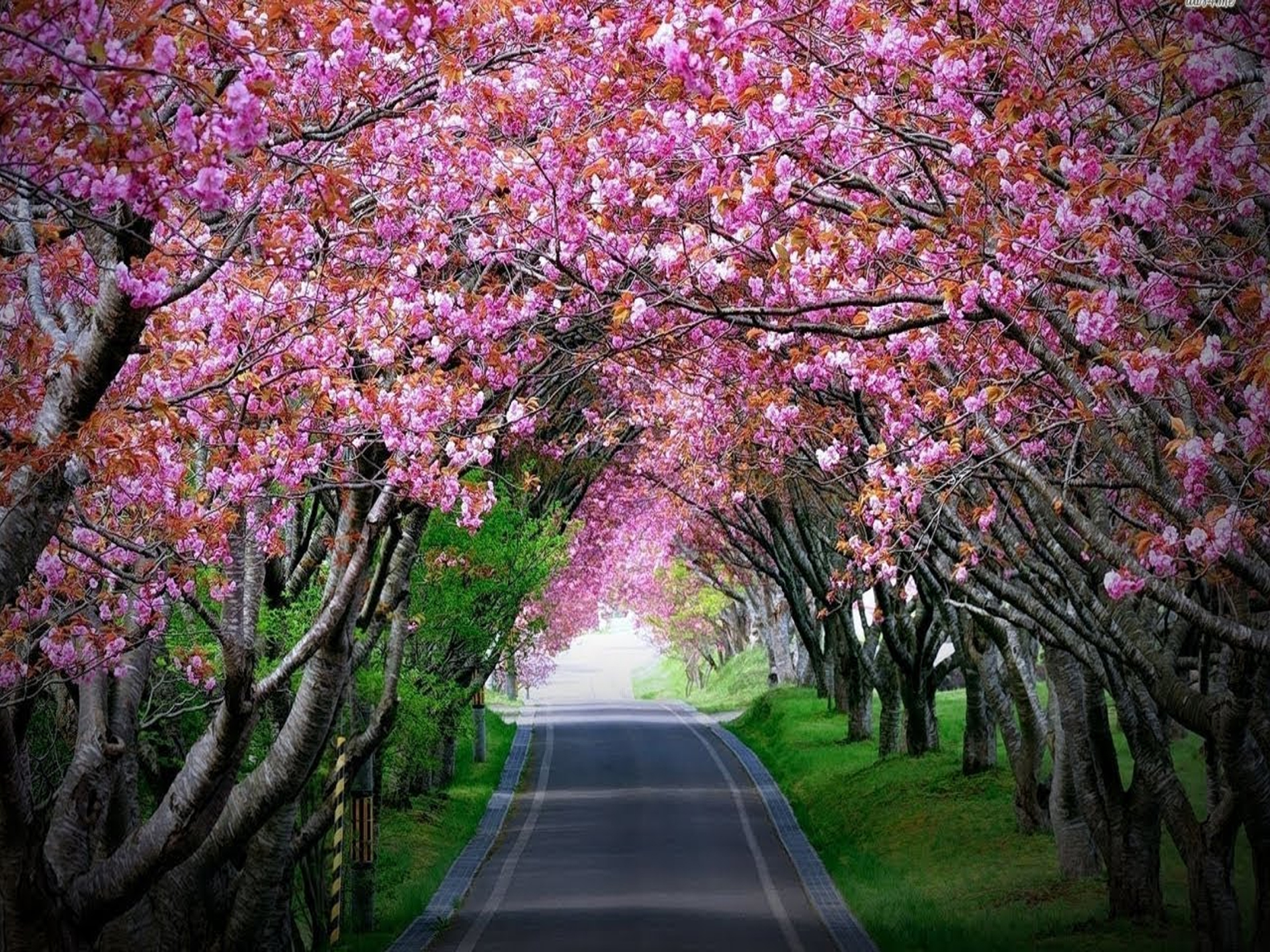  Shillong, Meghalaya as cherry blossoms place