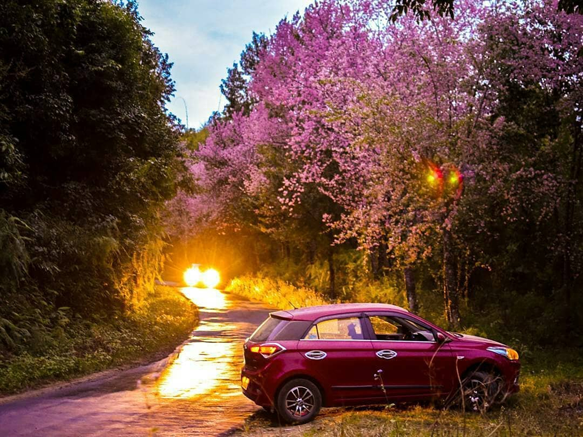 Nagaland as cherry blossoms place