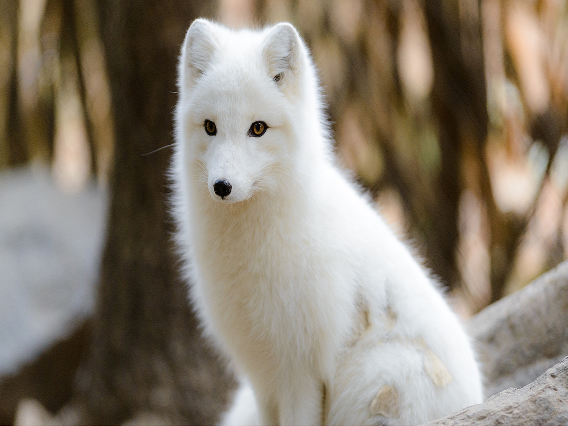 Arctic foxes