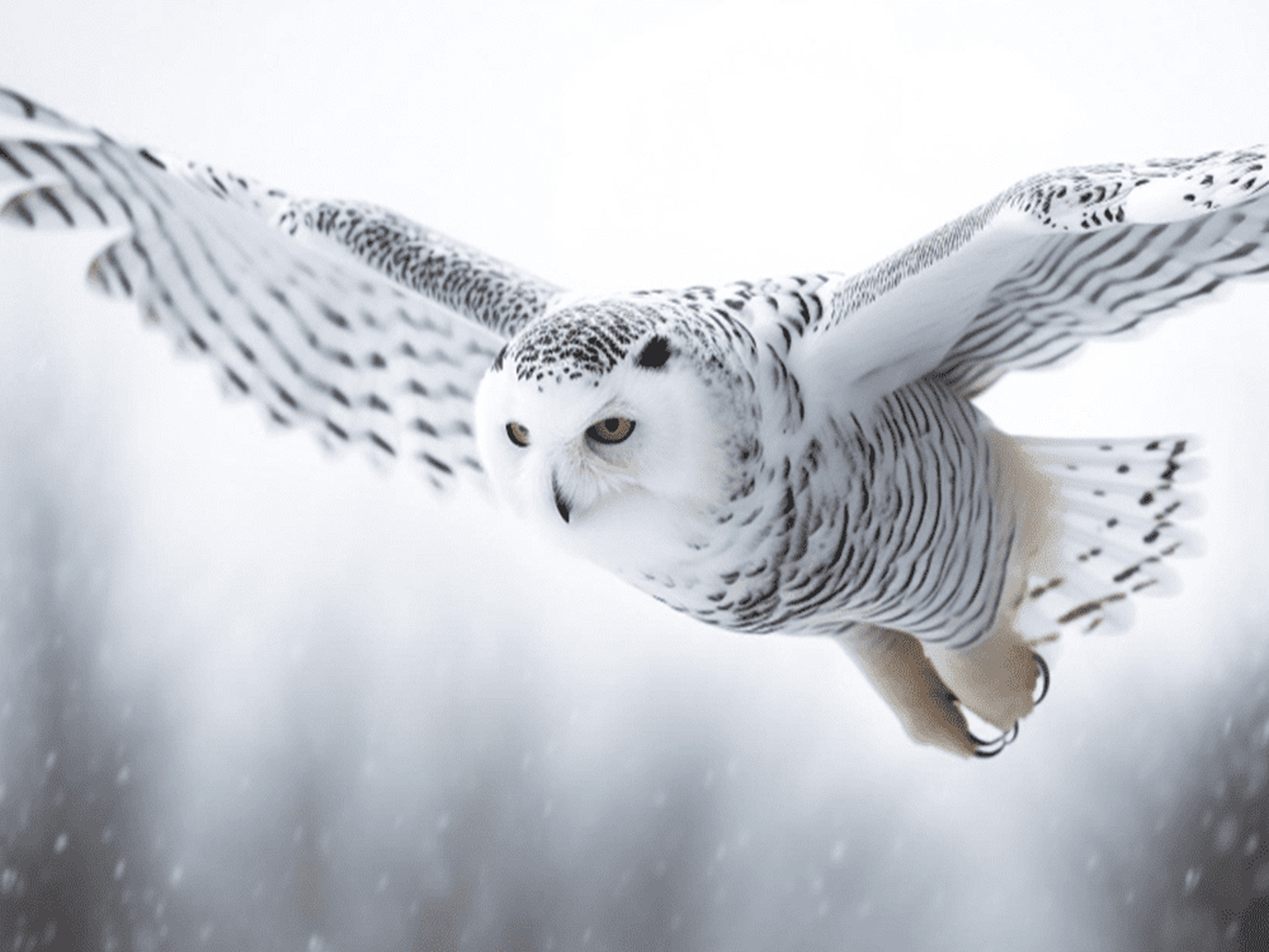 Snowy owls