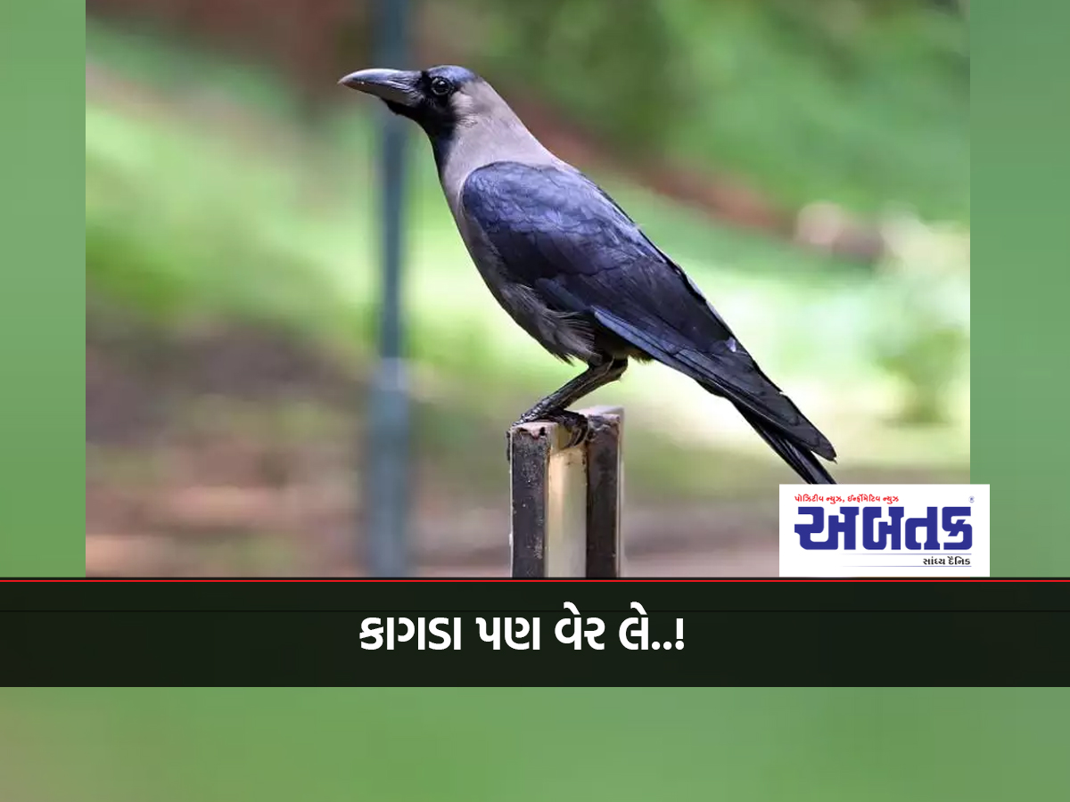 Even crows take revenge..! Experts claim