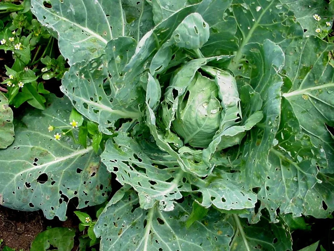 Insects hiding in cabbage