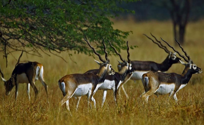 Velavadar Blackbuck National Park