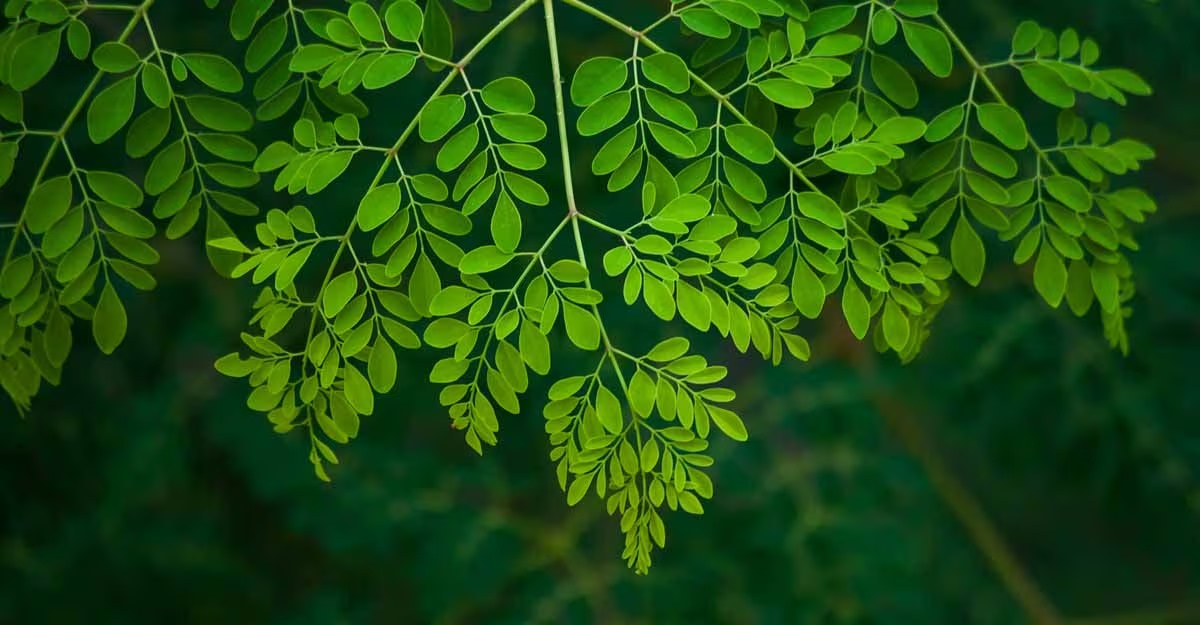 The leaves of this tree are the best option to control diabetes