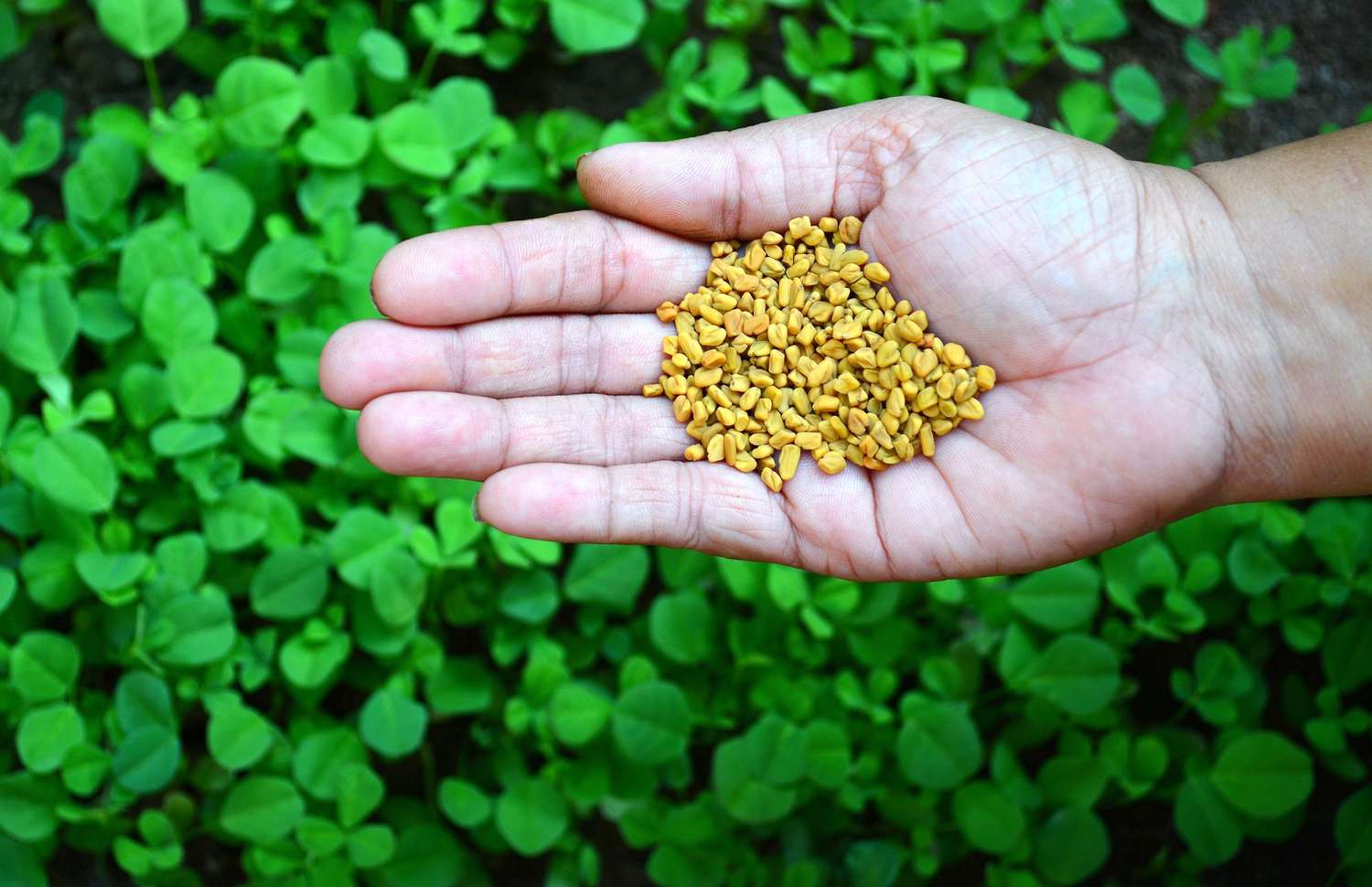 fenugreek