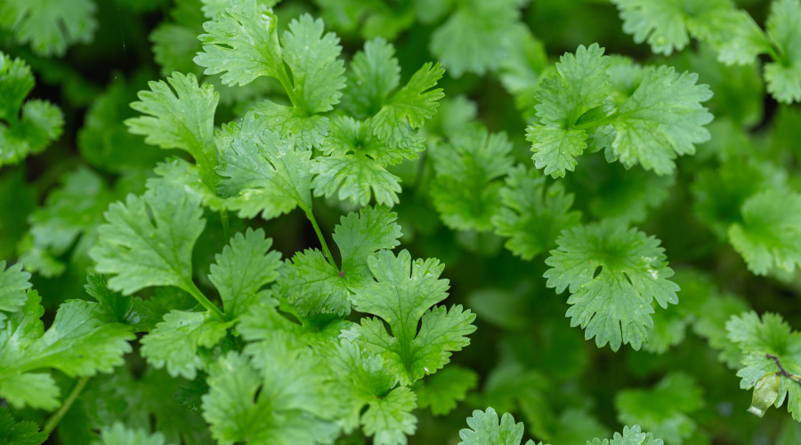 green coriander