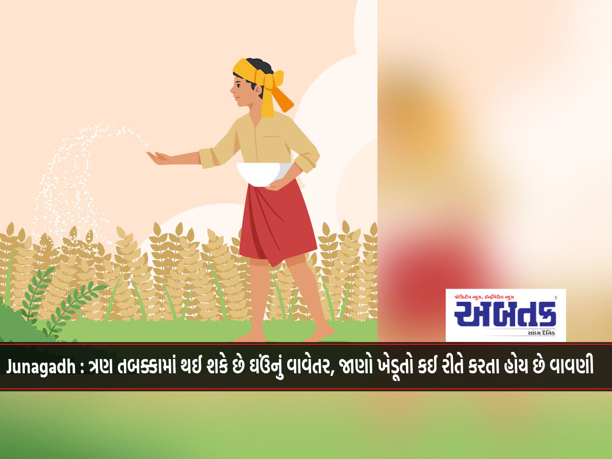 Junagadh: Wheat can be sown in three stages, know how farmers do the sowing