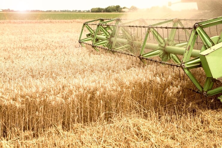 Junagadh: Wheat can be sown in three stages, know how farmers do the sowing