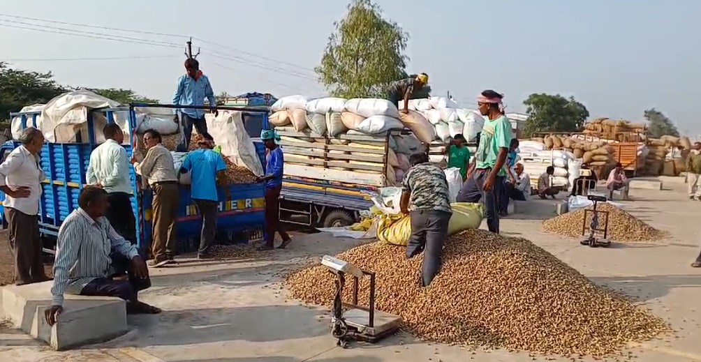 Jamnagar: Farmers happy as purchase of groundnut at support price started in Hapa Marketing Yard