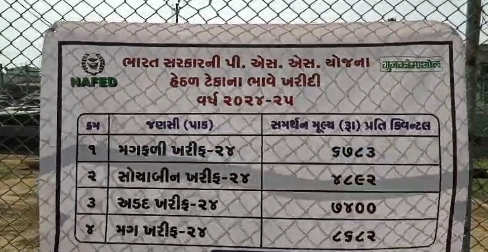 Gir Somnath: Groundnut purchase started at support price in marketing yard, farmers got good prices