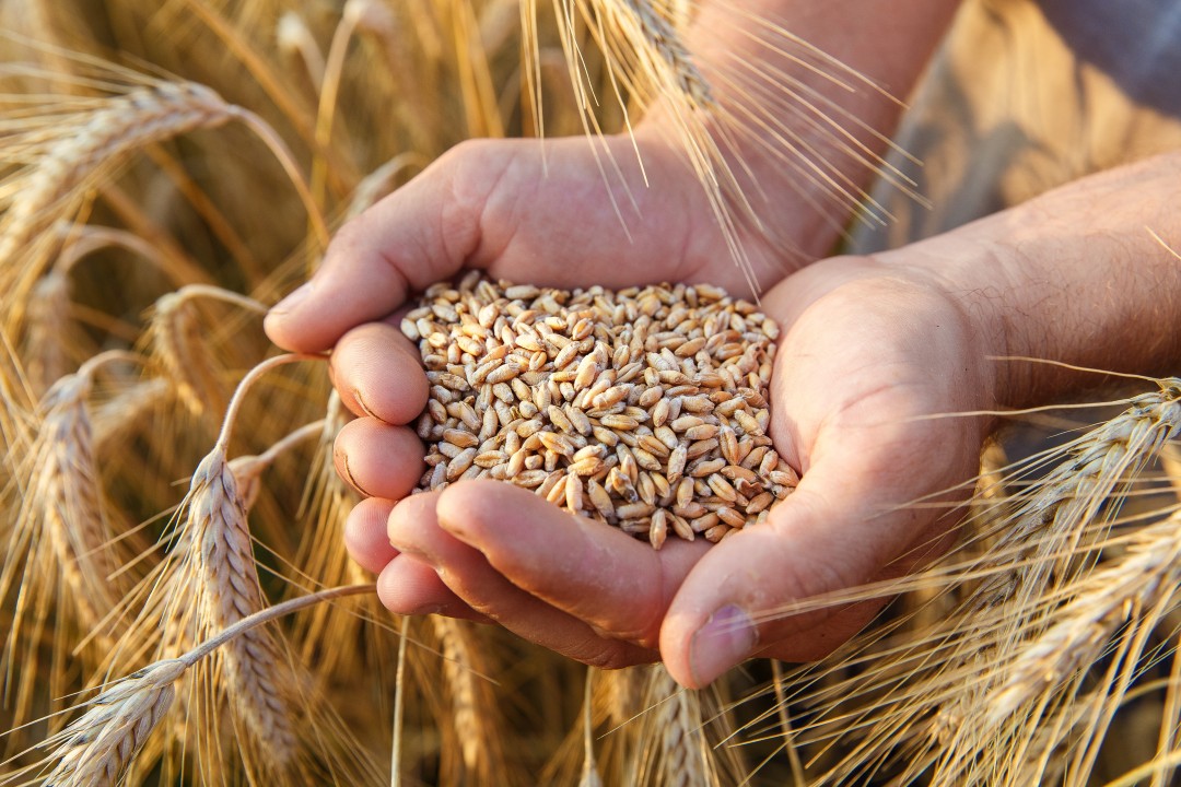 Junagadh: Wheat can be sown in three stages, know how farmers do the sowing