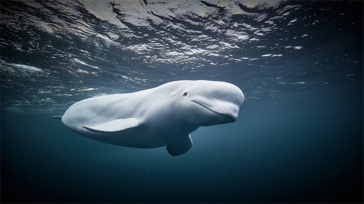 03 Beluga whale