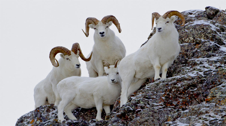 07 Dall sheep