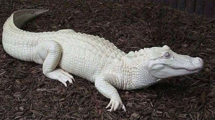 08 Albino crocodile