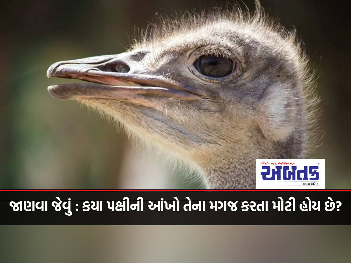 Eyes bigger than brain, ability to see up to 3.5 kilometers; Who is this bird?