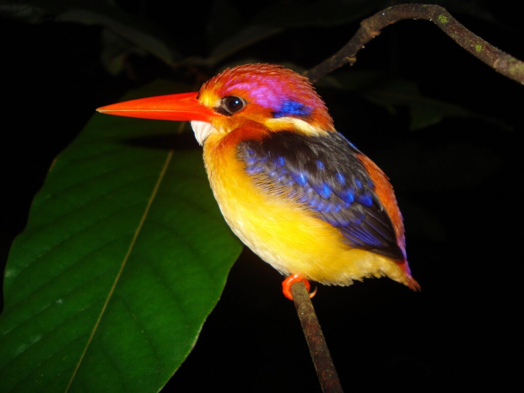 Black Backed Kingfisher1