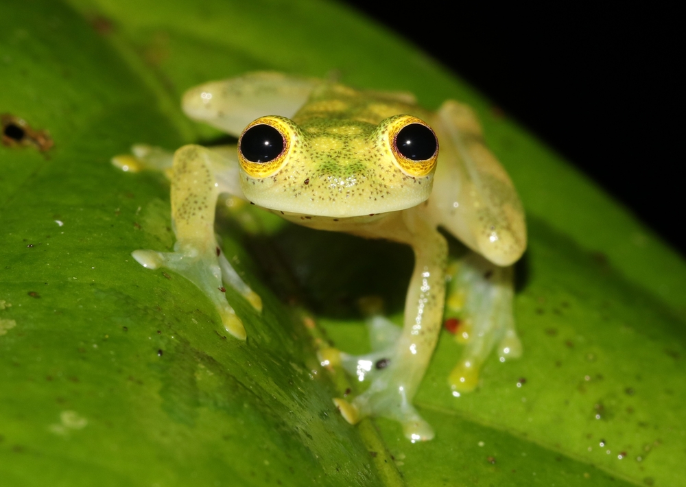 Glass Frog