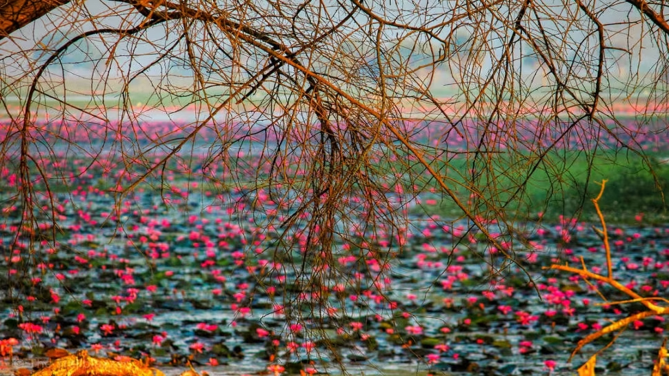 Lotus Lake