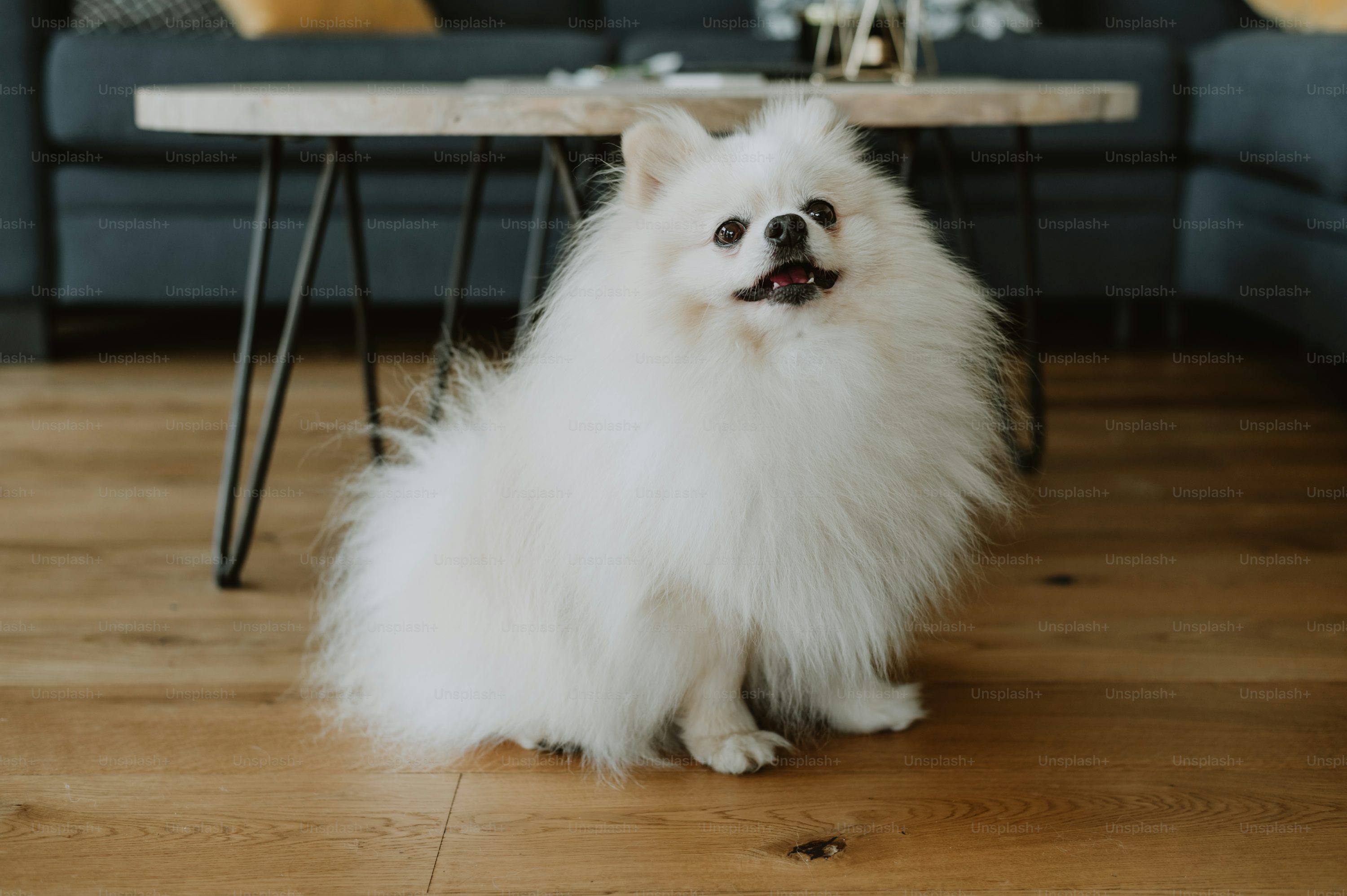 Pomeranian dog