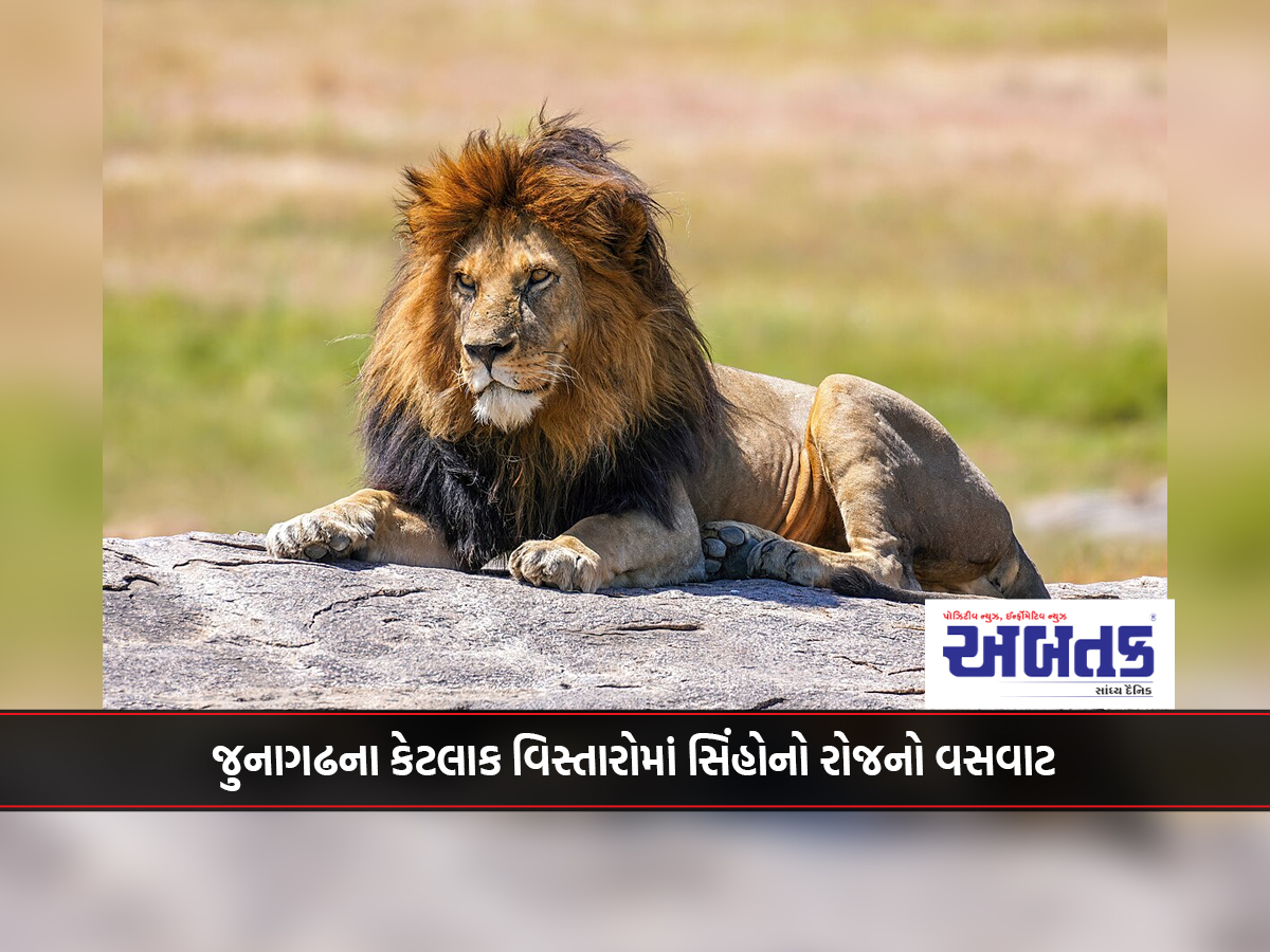 Daily habitation of lions in some areas of Junagadh