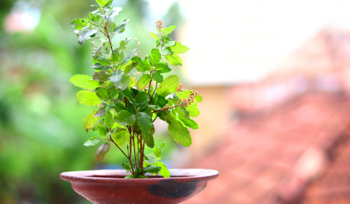 Does the basil plant often dry up in winter? Then adopt these tips and the plant will remain green.