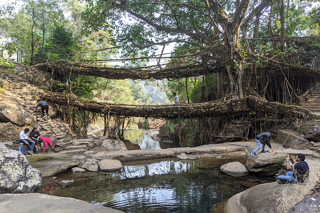 02 Living Root Bridge Meghalaya