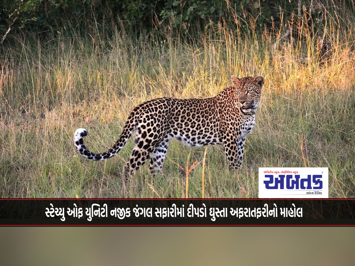 Panic as leopard enters jungle safari near Statue of Unity